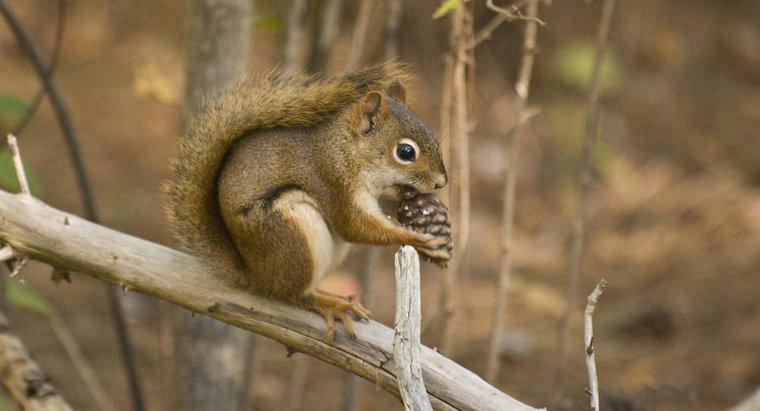 Czy wiewiórki jedzą szyszki?