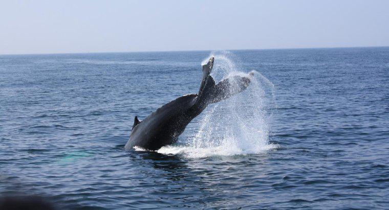 Ile spermy produkuje wieloryb?