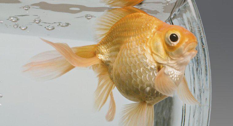 Które ryby są zgodne ze złotą rybką?