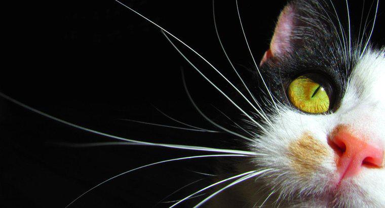 Dlaczego koty mają wiskersów?