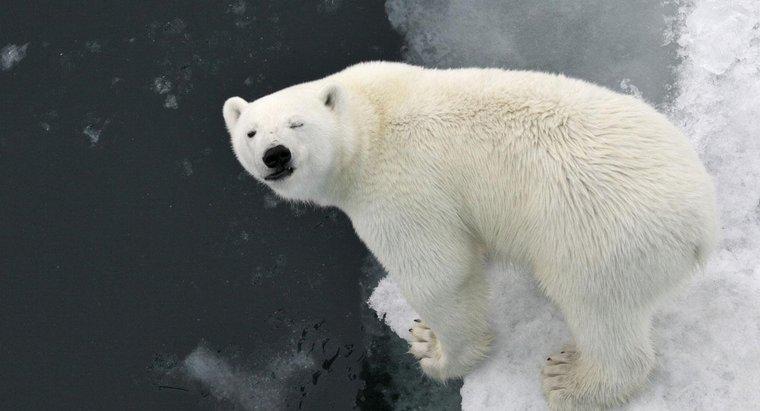 Dlaczego niedźwiedzie polarne mają białe futro?