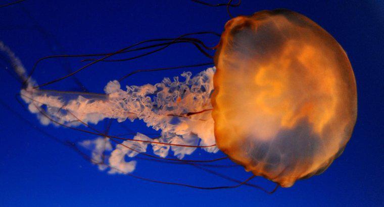Jak pływać Jellyfish?