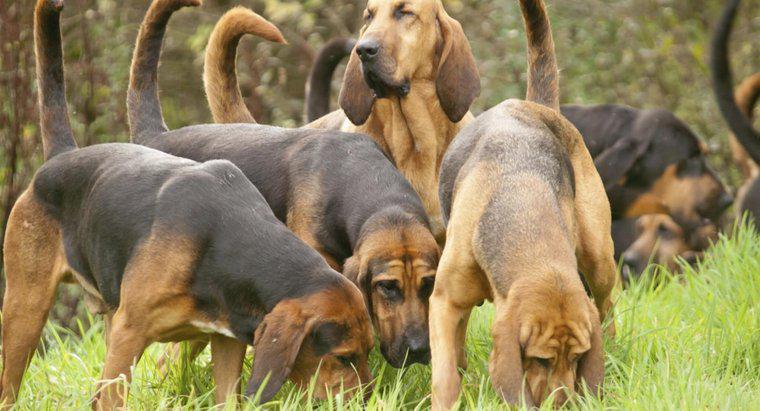 Jakie są różne rodzaje psów Hound?