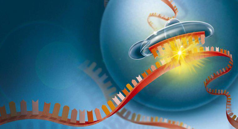 Dlaczego RNA jest ważne dla komórki?