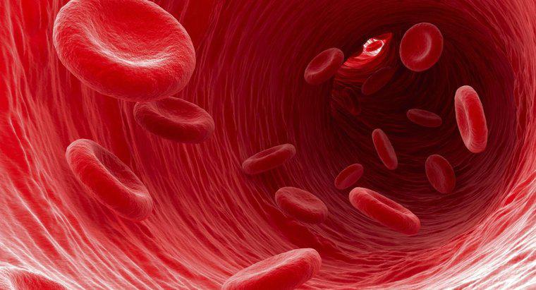 Który typ komórek krwi przenosi odpady z dala od komórek?