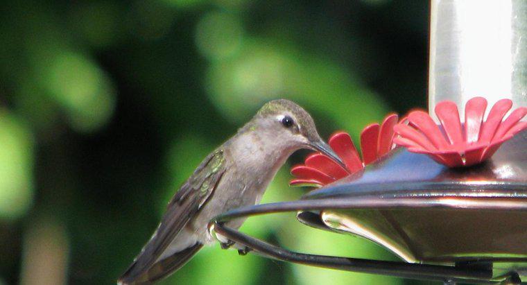 Jaki rodzaj jedzenia wkładasz do podajnika kolibra?