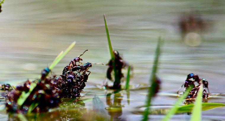 Czy mrówki toną w wodzie?