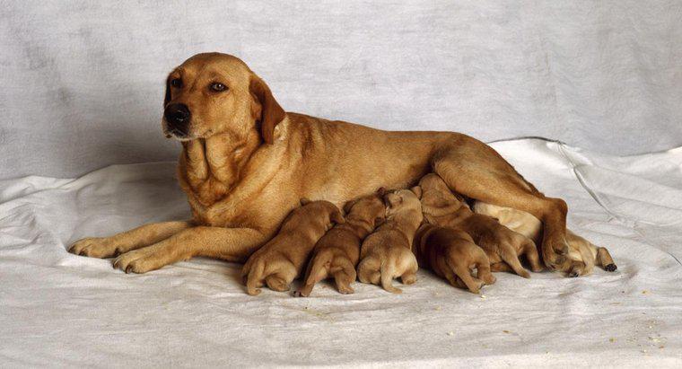 Jak długo zabiera psa na poród?