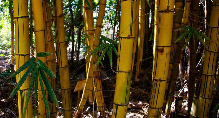 Dlaczego łodygi bambusa zmieniają kolor na żółty?