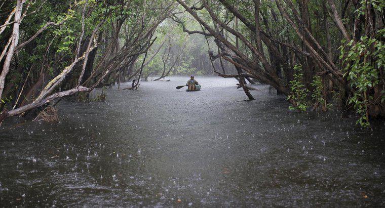 Jakie są roczne opady deszczu w dżungli amazońskiej?