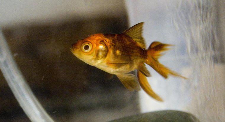 W What Age Czy Goldfish zmienia kolor z czarnego na złoty?