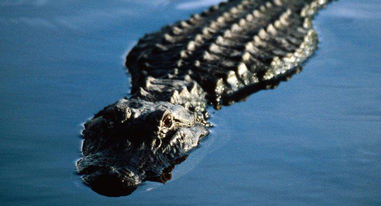 W jaki sposób aligatory oddychają pod wodą?