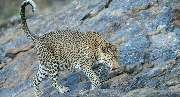 Jaka jest maksymalna prędkość Leoparda?
