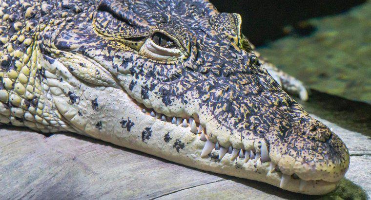 Co robią krokodyle?