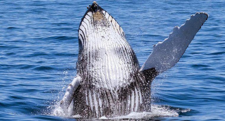 Jak wiele wielorybów zostało na świecie?