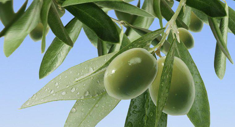 Jak często podlewasz drzewo oliwne?