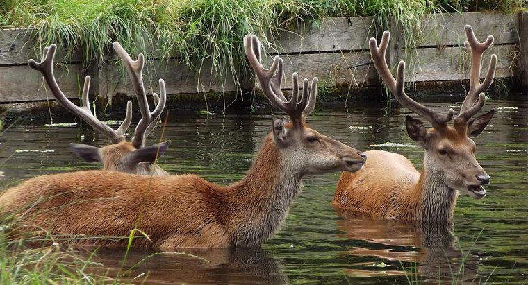 Czy Deer Swim może pływać?
