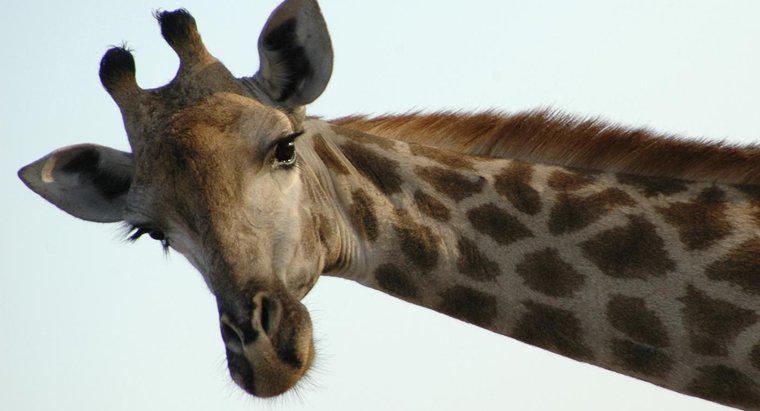 Dlaczego żyrafy mają rogi?