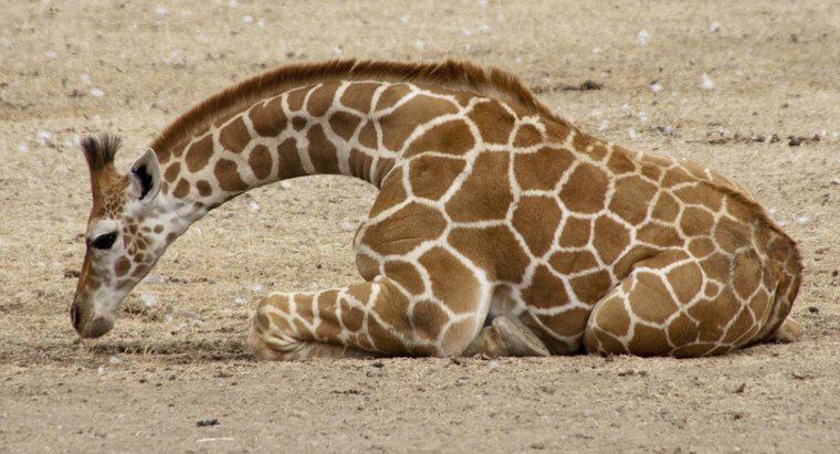 Czy żyrafy kiedykolwiek leżały?