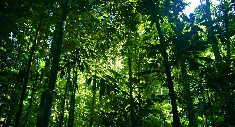 Ile lasów tropikalnych zostało na świecie?