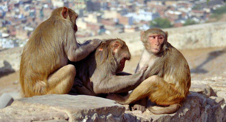 Co to jest cykl życia małpy?