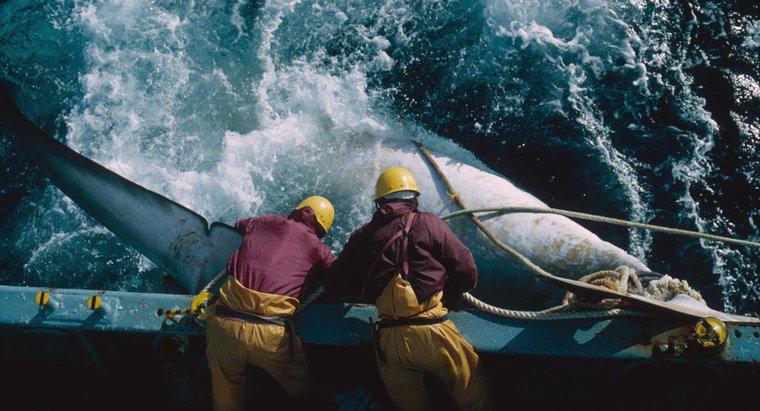 Jakie są wady wielorybnictwa?