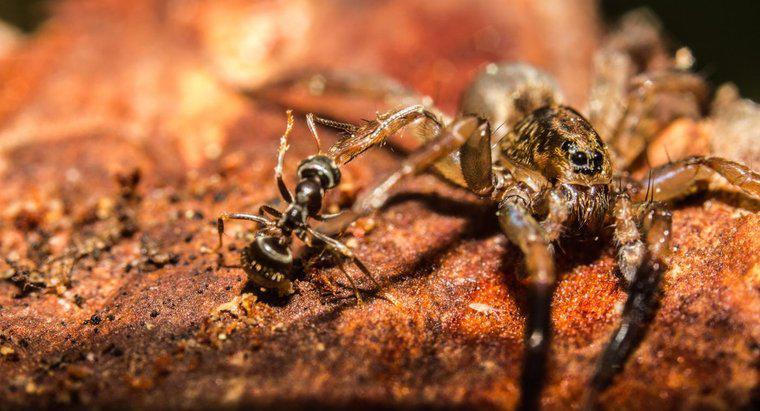 Czy pająki jedzą mrówki?