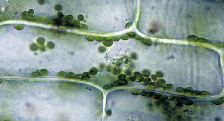 Dlaczego chloroplasty są zielone?