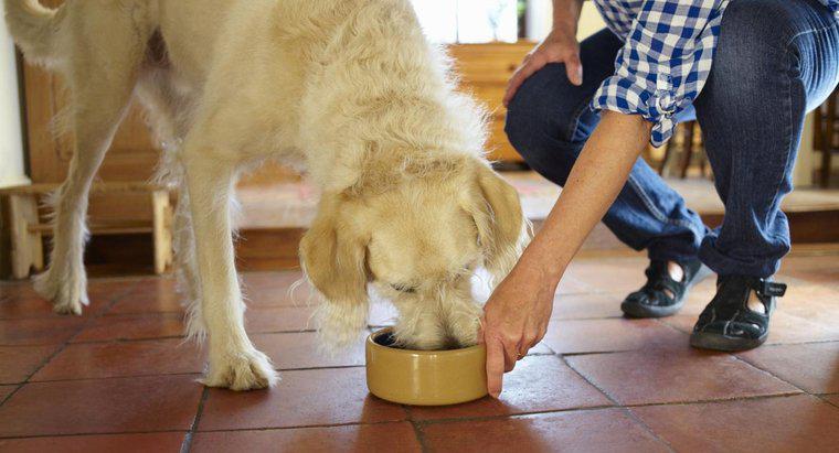 Jakie są zalety najzdrowszych karm dla psów?