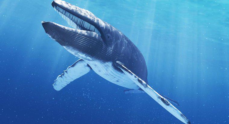 Ile waży język niebieskiego wieloryba?