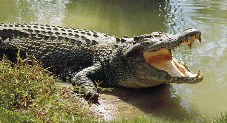 Jaka jest średnia długość życia krokodyla?