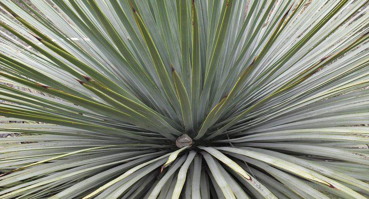 Czy możesz podzielić roślinę Yucca?