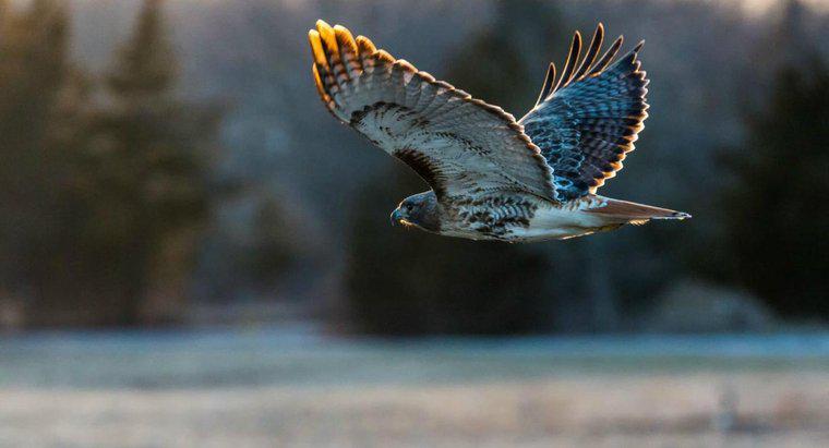 Jakie typy Hawków mieszkają w Ameryce Północnej?