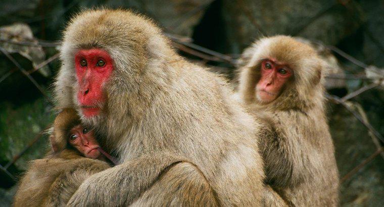 Jaka jest populacja małp na planecie?