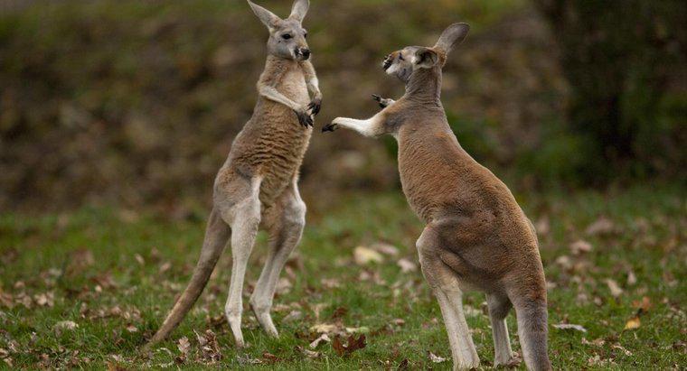 Co to jest męski kangur nazywany?