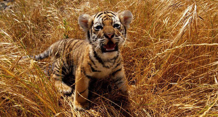 Jakie kolorowe oczy mają tygrysy dziecięce?
