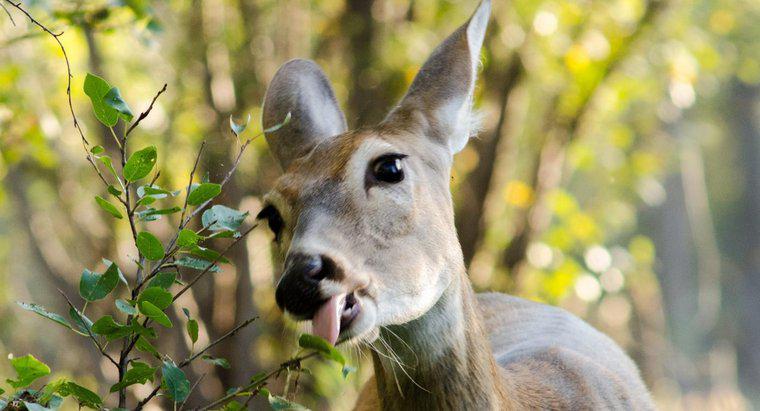 Co powinieneś nakarmić Whitetail Deer?