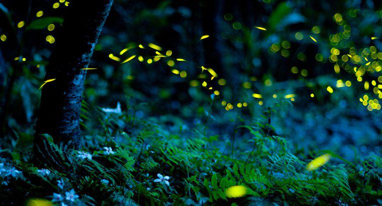 W jaki sposób Fireflies Glow?