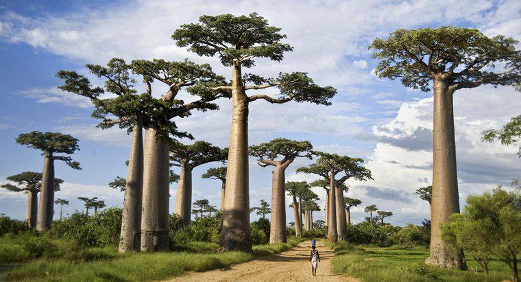 Jak Madagaskar otrzymał jego imię?