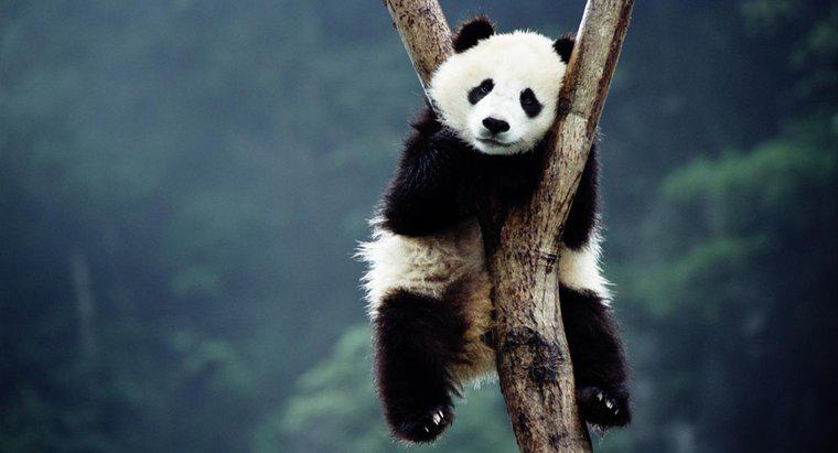 Dlaczego gigantyczne pandy stają się wymarłe?