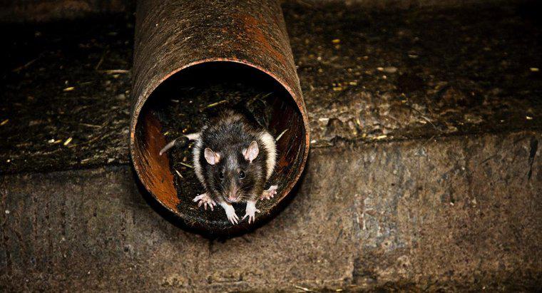 Dlaczego szczury są niebezpieczne dla człowieka?