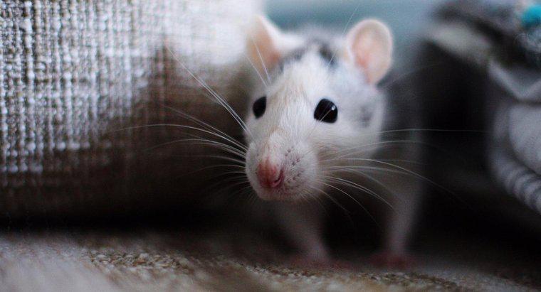 Jak powinieneś sprzątać odchody myszy?