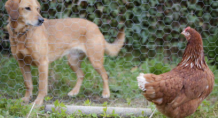 Czy psy mogą jeść wątrobę z kurczaka?
