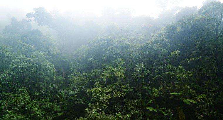 Jakie są niektóre cechy tropikalnych lasów tropikalnych?
