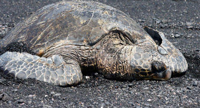 Ile lat ma najstarszy żółw morski?