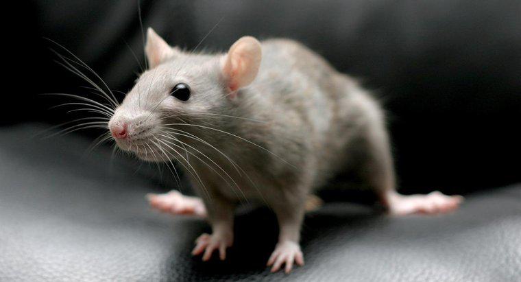 Czy możesz zabić szczury za pomocą sody oczyszczonej?