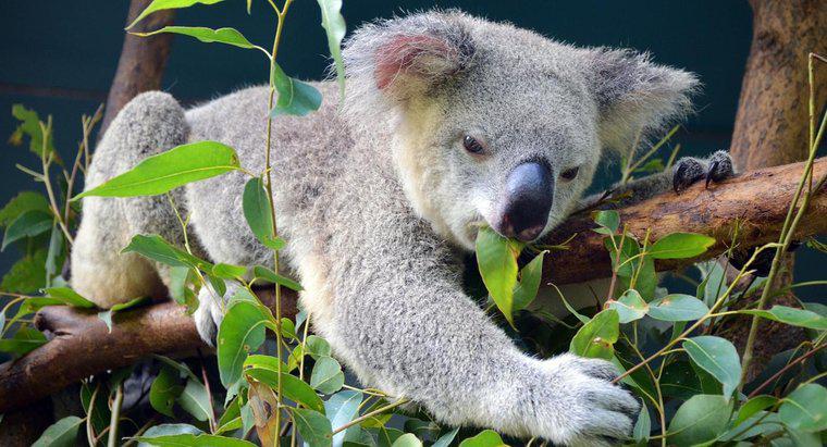 Czy liście eukaliptusa mają wysokie niedźwiedzie Koala?