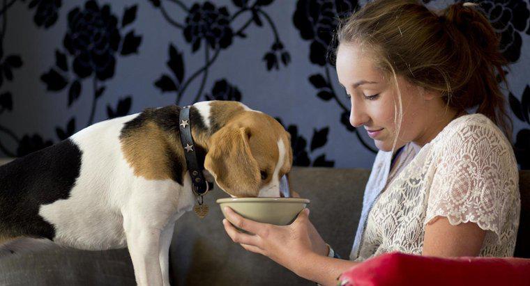 Jak szybko powinno się karmić psa po urodzeniu?