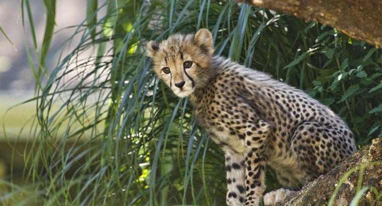 Jak długo żyją gepardy?