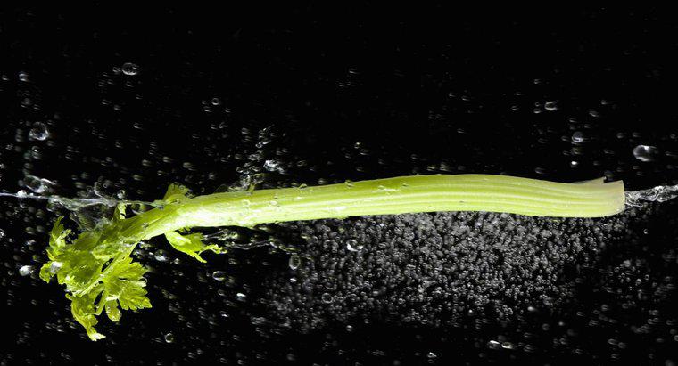 Dlaczego Limp Celery staje się ostry w wodzie?